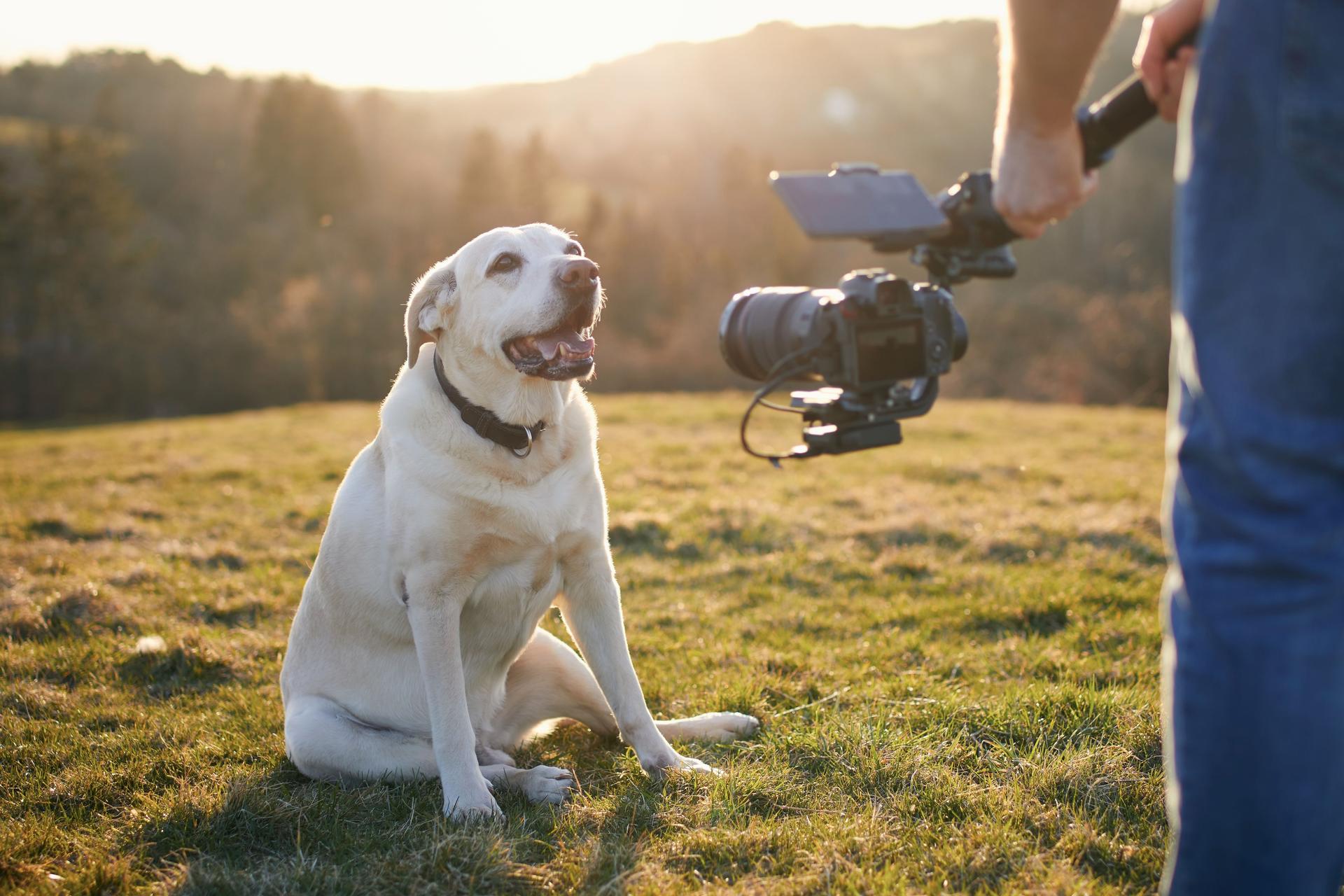 Cute dog posing for filming on meadow